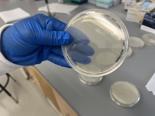 Gloved hand holding petri dish